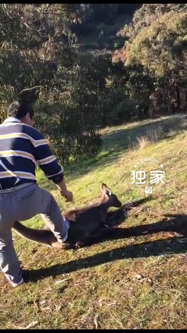 【独家】重磅！在澳涉虐杀袋鼠华人被捕！家中搜出刀枪手机证物，最高可判2年，当局感谢公众协助破案（视频） - 8