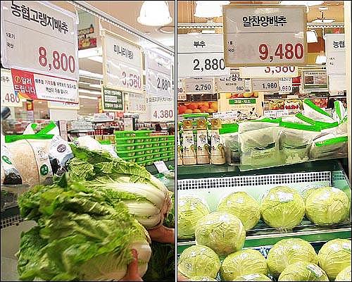 物价疯涨一棵白菜售价50 韩国居民遭遇泡菜难（组图） - 1