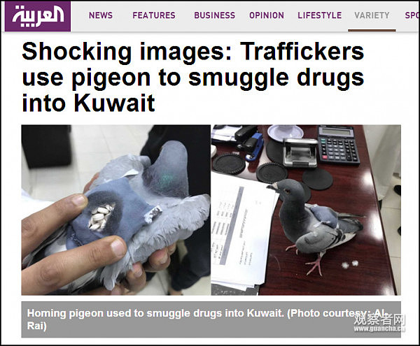 伊朗警方截获100只“毒贩鸽子” 毒品绑在腿上（组图） - 1