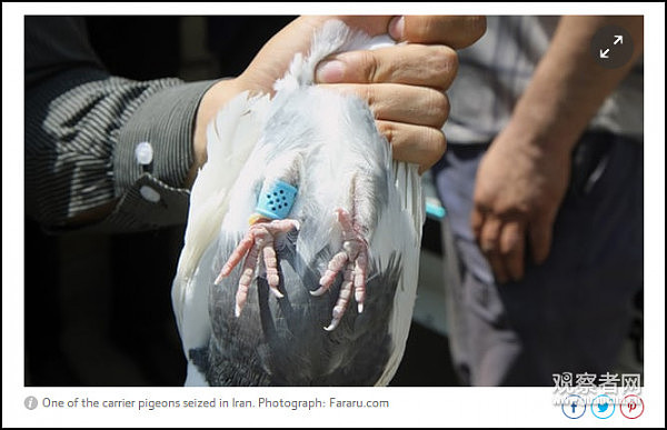 伊朗警方截获100只“毒贩鸽子” 毒品绑在腿上（组图） - 2