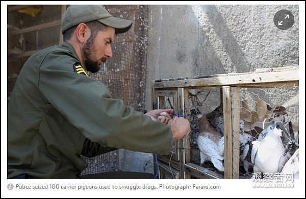 伊朗警方截获100只“毒贩鸽子” 毒品绑在腿上（组图） - 3