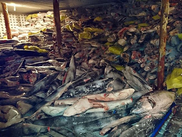 澳媒震惊！中国渔船在保护区非法捕鲨272吨！20人被判刑并重罚750万刀！（组图） - 1