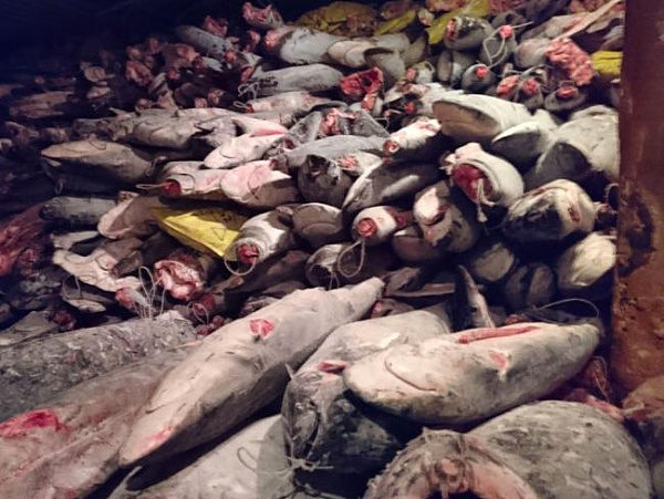 澳媒震惊！中国渔船在保护区非法捕鲨272吨！20人被判刑并重罚750万刀！（组图） - 4