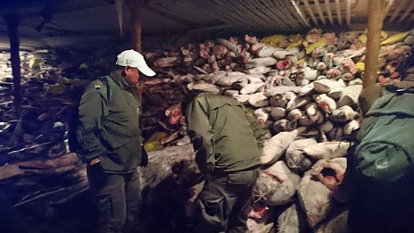 澳媒震惊！中国渔船在保护区非法捕鲨272吨！20人被判刑并重罚750万刀！（组图） - 5