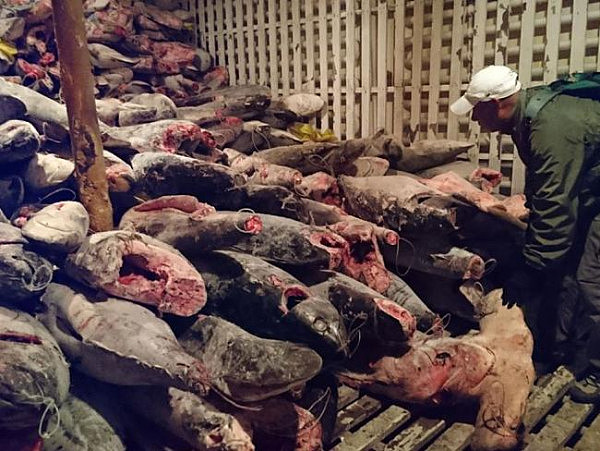 澳媒震惊！中国渔船在保护区非法捕鲨272吨！20人被判刑并重罚750万刀！（组图） - 3