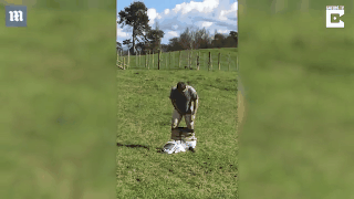 菊花一紧！Kiwi男子光屁股坐蜂箱30秒 澳媒：水土不服就服你！（视频）  - 10
