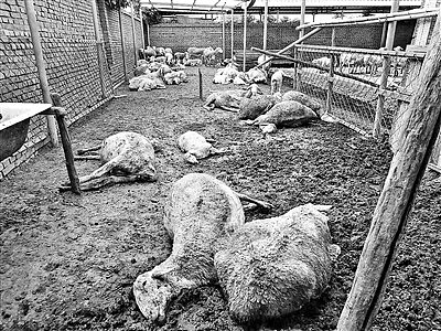 百只羊疑吃“毒大葱”死亡 种植户已被抓获