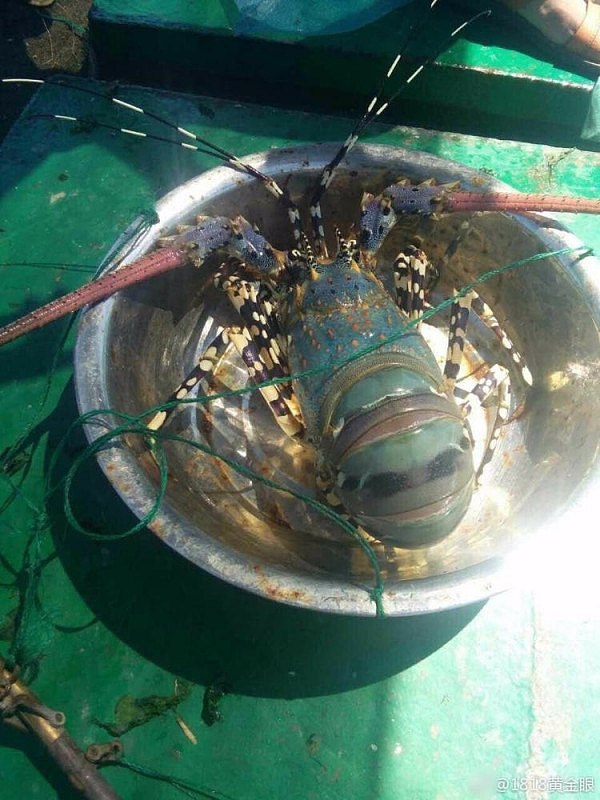 福建渔民再次捞到中华锦绣龙虾 6.6斤重 长1米多（图） - 2