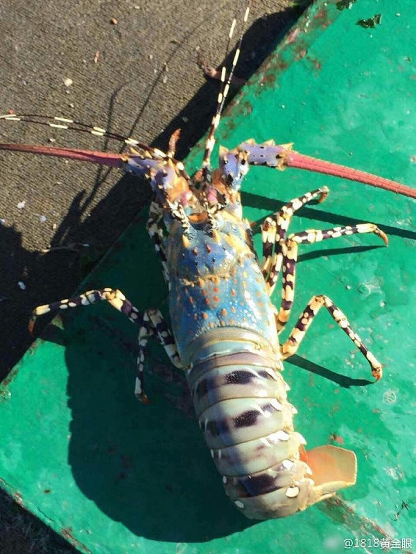 福建渔民再次捞到中华锦绣龙虾 6.6斤重 长1米多（图） - 3
