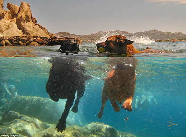 一张照片两个世界 精彩的水下摄影作品越看越奇妙（组图） - 3