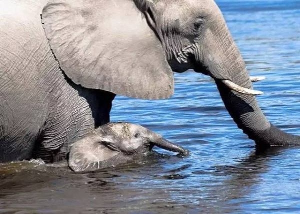 男子保护大象20余年救下大象无数 却被盗猎者枪杀