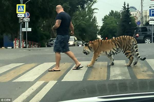 战斗的民族！俄罗斯男子上街遛老虎吓坏路人（组图） - 1