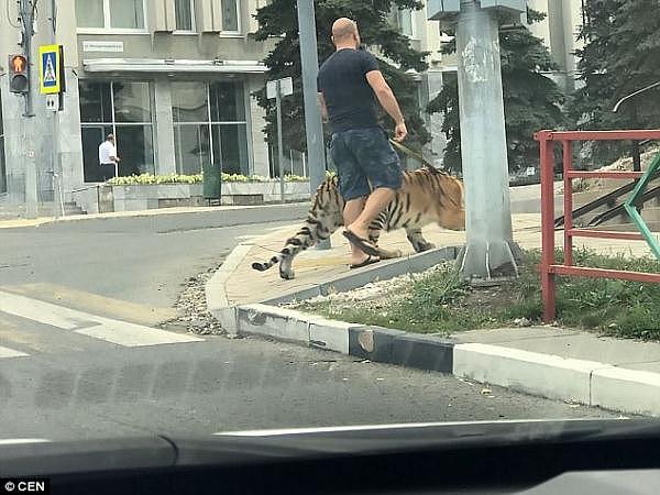 战斗的民族！俄罗斯男子上街遛老虎吓坏路人（组图） - 2