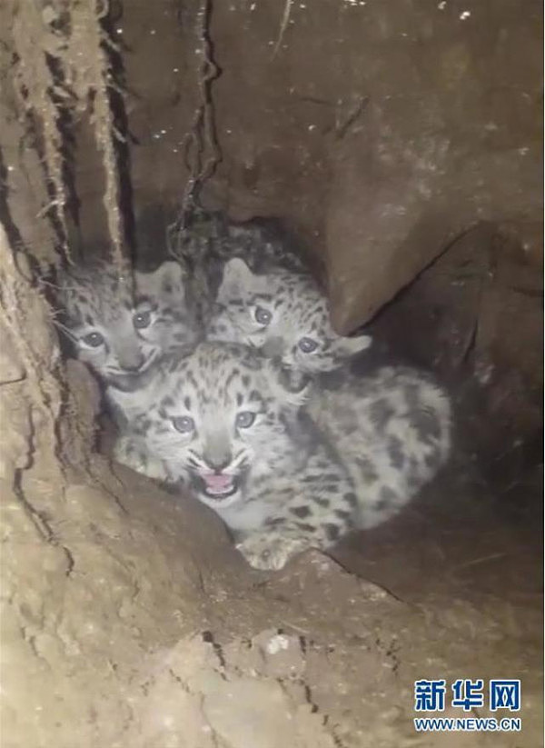 四川隧洞中一次性发现3只雪豹幼崽  世界罕见！ - 1