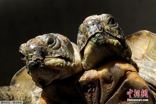 瑞士双头龟迎20岁生日：养尊处优 每天洗澡晒太阳(图)
