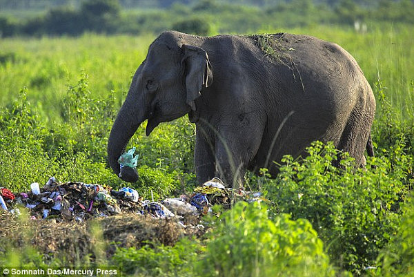 印度森林附近惊现垃圾 大象竟吃塑料袋（组图） - 1