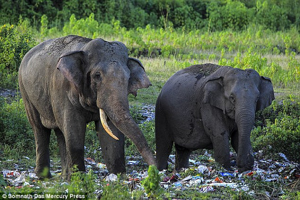 印度森林附近惊现垃圾 大象竟吃塑料袋（组图） - 2