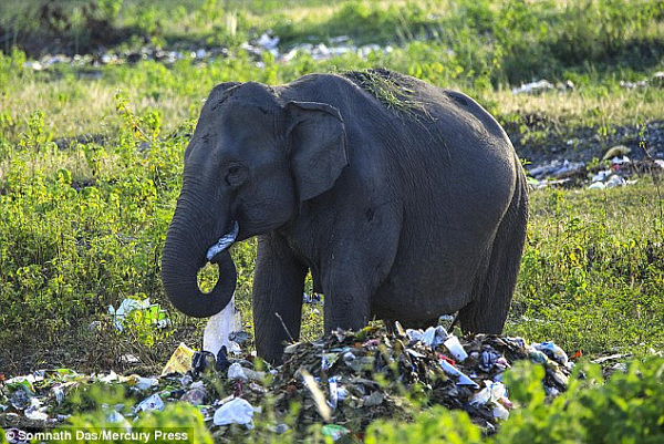 印度森林附近惊现垃圾 大象竟吃塑料袋（组图） - 3