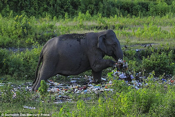 印度森林附近惊现垃圾 大象竟吃塑料袋（组图） - 4