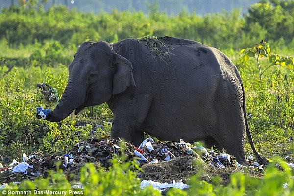 印度森林附近惊现垃圾 大象竟吃塑料袋（组图） - 5