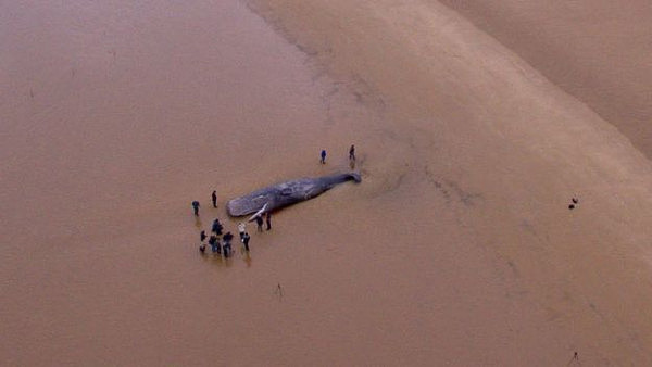 29头抹香鲸搁浅海滩 科学家找出原因（组图） - 3