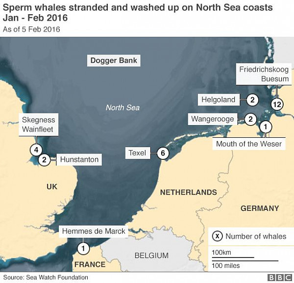 29头抹香鲸搁浅海滩 科学家找出原因（组图） - 4