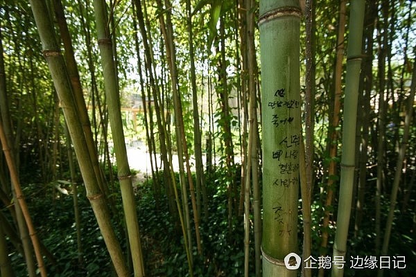 韩国人的“留名”情结越来越猖獗 连植物也不放过（组图） - 3