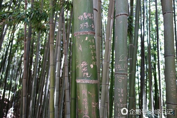 韩国人的“留名”情结越来越猖獗 连植物也不放过（组图） - 7