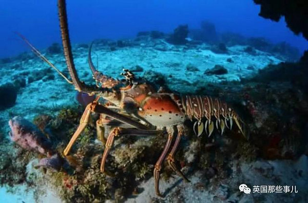 龙虾究竟是算爬的还是游的？就争这个，当年法国和巴西不惜出动航母，史称龙虾之战……