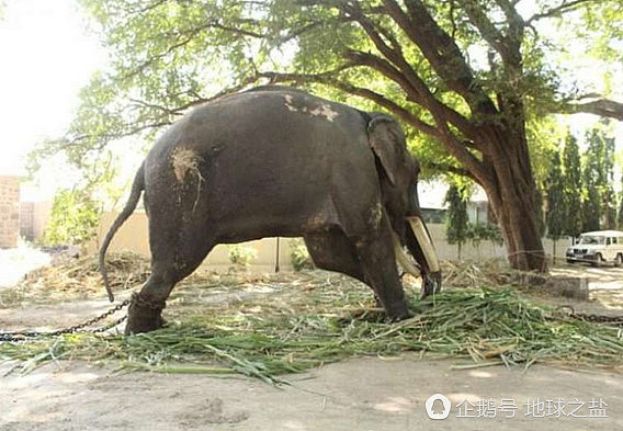 印度大象被囚禁58年 重获自由后的反应让人泪奔（组图） - 1