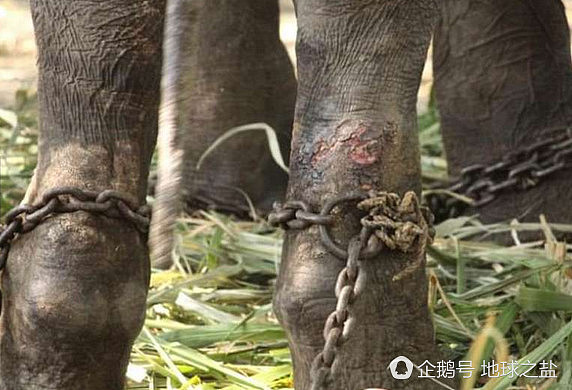 印度大象被囚禁58年 重获自由后的反应让人泪奔（组图） - 2