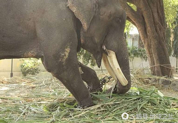印度大象被囚禁58年 重获自由后的反应让人泪奔（组图） - 3