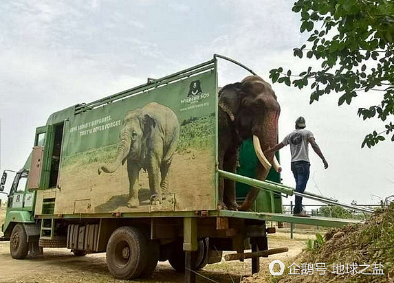 印度大象被囚禁58年 重获自由后的反应让人泪奔（组图） - 4