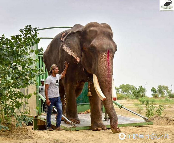 印度大象被囚禁58年 重获自由后的反应让人泪奔（组图） - 5