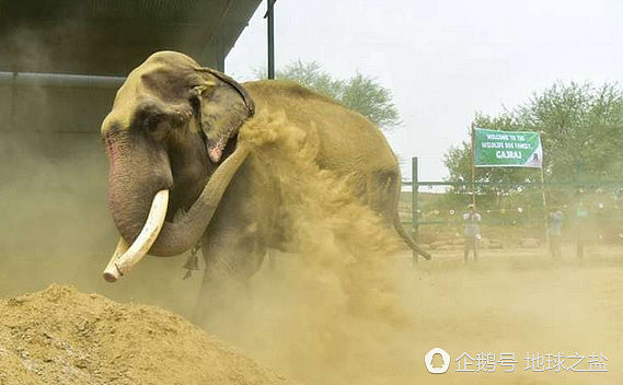 印度大象被囚禁58年 重获自由后的反应让人泪奔（组图） - 6