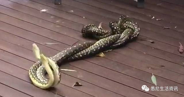 疯了！毒蛇大举入侵悉尼城区 数量狂涨7倍！咬一口可能就致命 - 26