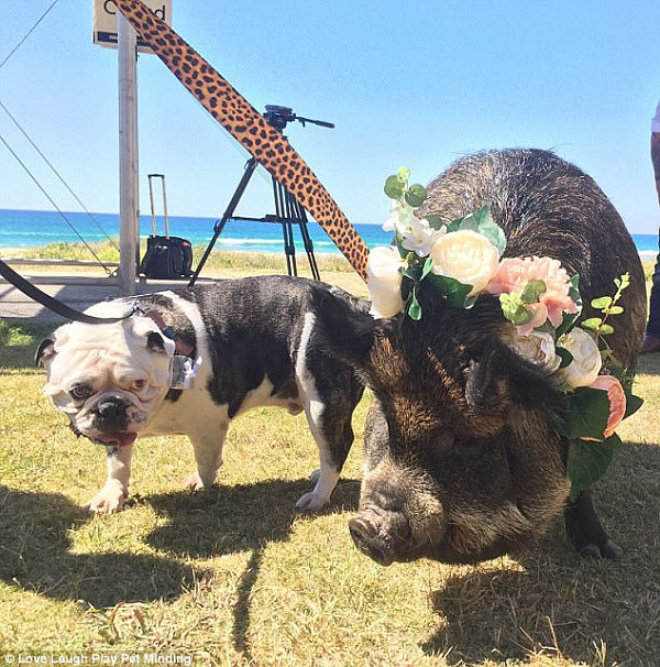 A husband and wife had two very important guest join them on their special day, that guest being their 90 kilogram pet pig and their bulldog