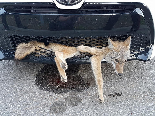 加拿大女司机撞了狼 开60里后下车一看惊呆（图） - 1