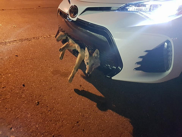 加拿大女司机撞了狼 开60里后下车一看惊呆（图） - 2
