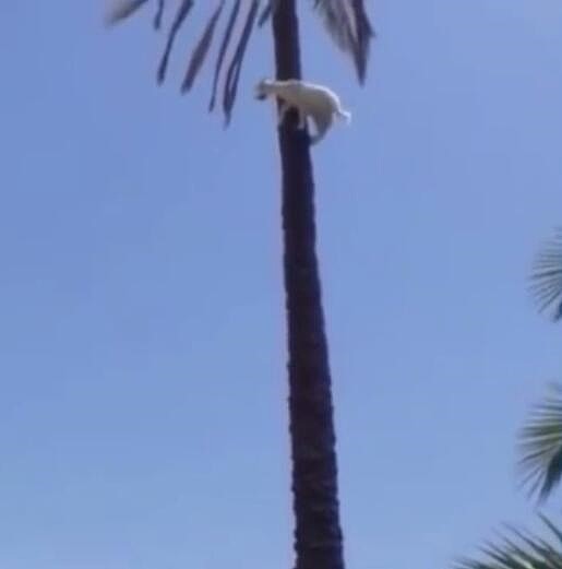 成精了！这只羊竟爬上棕榈树顶 东张西望看风景（视频） - 2