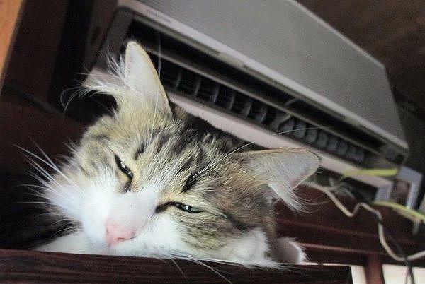 天气炎热！大橘被热到怀疑猫生，每天“挺尸”在冰箱旁等开门 - 5