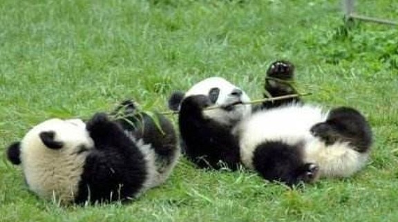 为熊猫痴狂的美国人竟请求中国领走它们？原因太过搞笑，逗乐网友 - 3