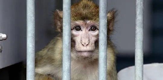 马斯克脑机公司被控诉虐猴：反复感染、癫痫发作、残害致死 - 2