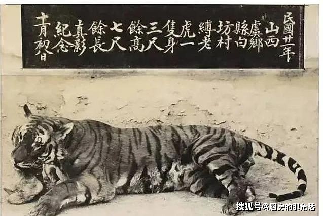 中国境内生活过的七种老虎，祖先都是中华古猫，华北虎最可惜 - 8