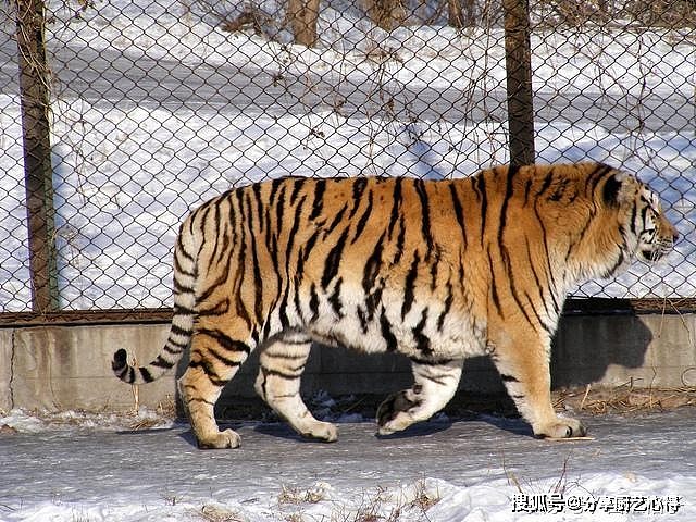 动物园中的东北虎来到非洲草原后的6种可能死法，最后一种最扎心 - 1