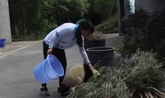 熊猫偷吃竹子被抓包，吓得腿软被拖走，网友：扼住命运的后脖颈！ - 2