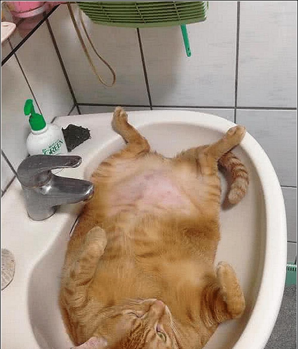 女主起床洗漱，发现橘猫躺在洗手池一动不动，看清后拍照发朋友圈 - 1
