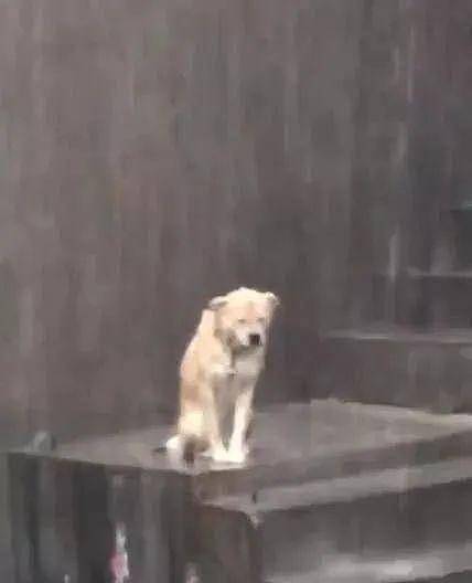 大雨倾盆时狗狗被淋透，脖子有枷锁，默默在雨里哭泣 - 1