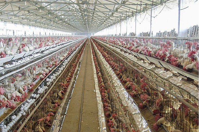 Poultry_Farm_in_Namakkal,_Tamil_Nadu.jpg