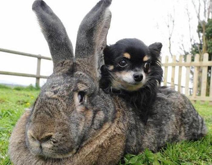 你们知道大流士兔子吗？一只长1.25米的兔子你们会喜欢吗 - 3